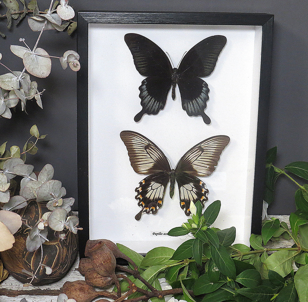 Papilio ascalaphus 