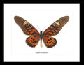 Papilio antimachus Bits & Bugs 