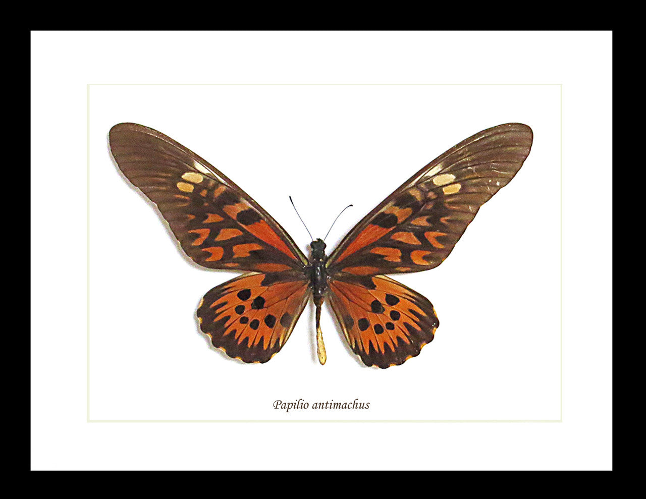 Papilio antimachus Bits & Bugs 