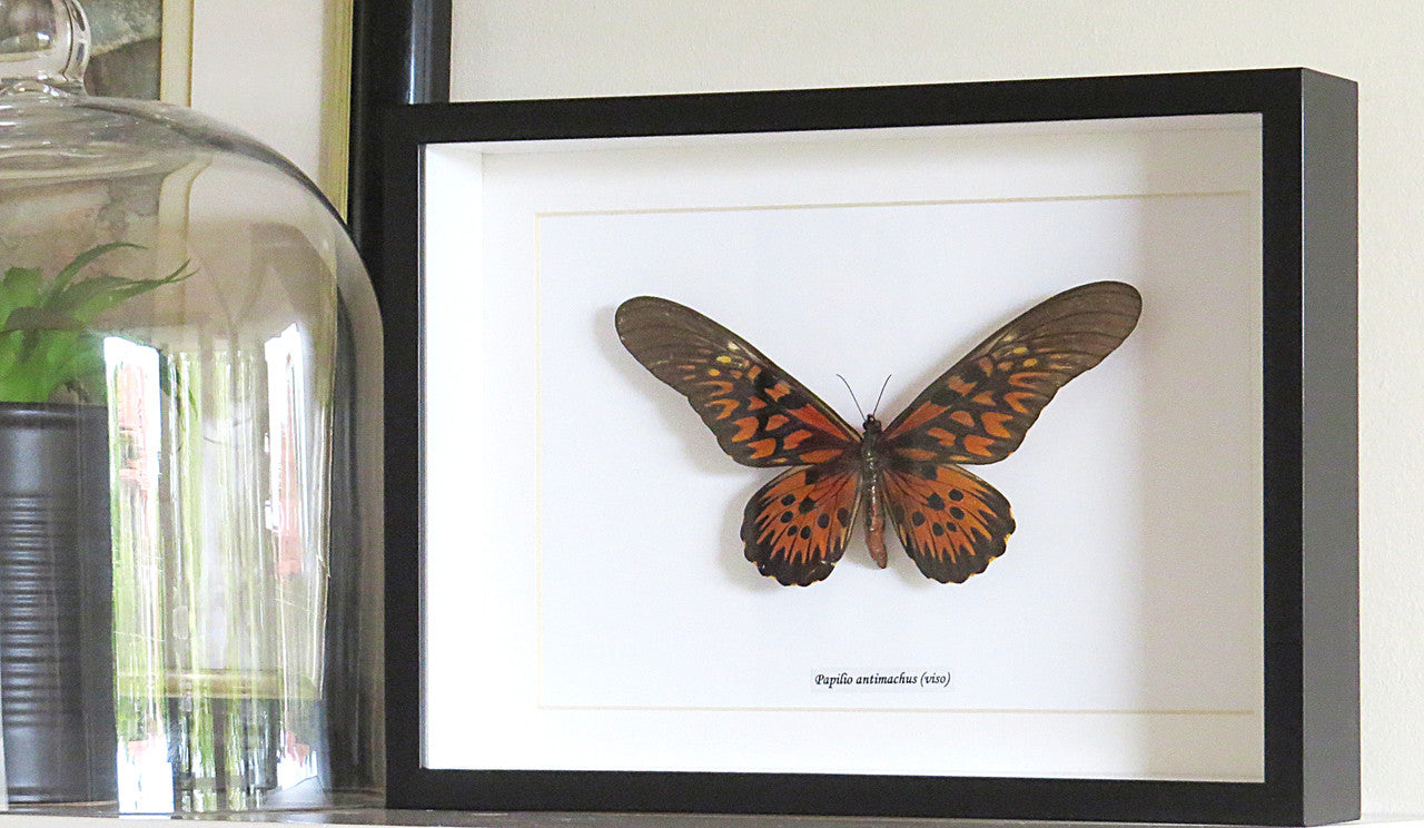 Papilio antimachus Bits & Bugs 