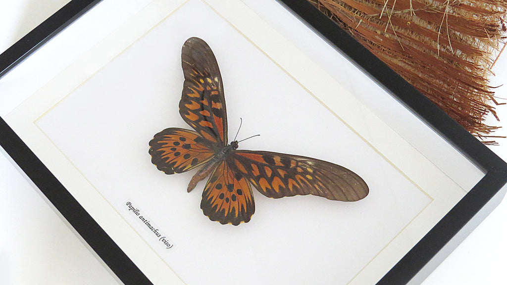 Papilio antimachus Bits & Bugs 