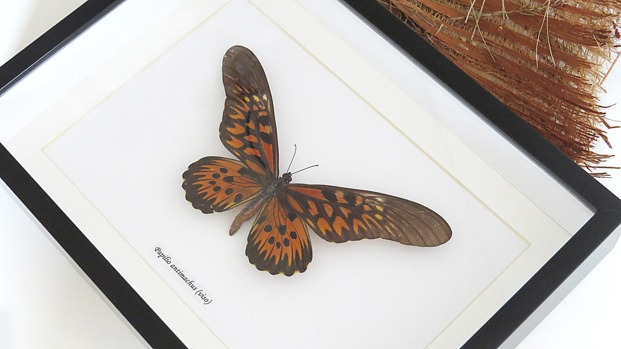 Papilio antimachus Bits & Bugs 