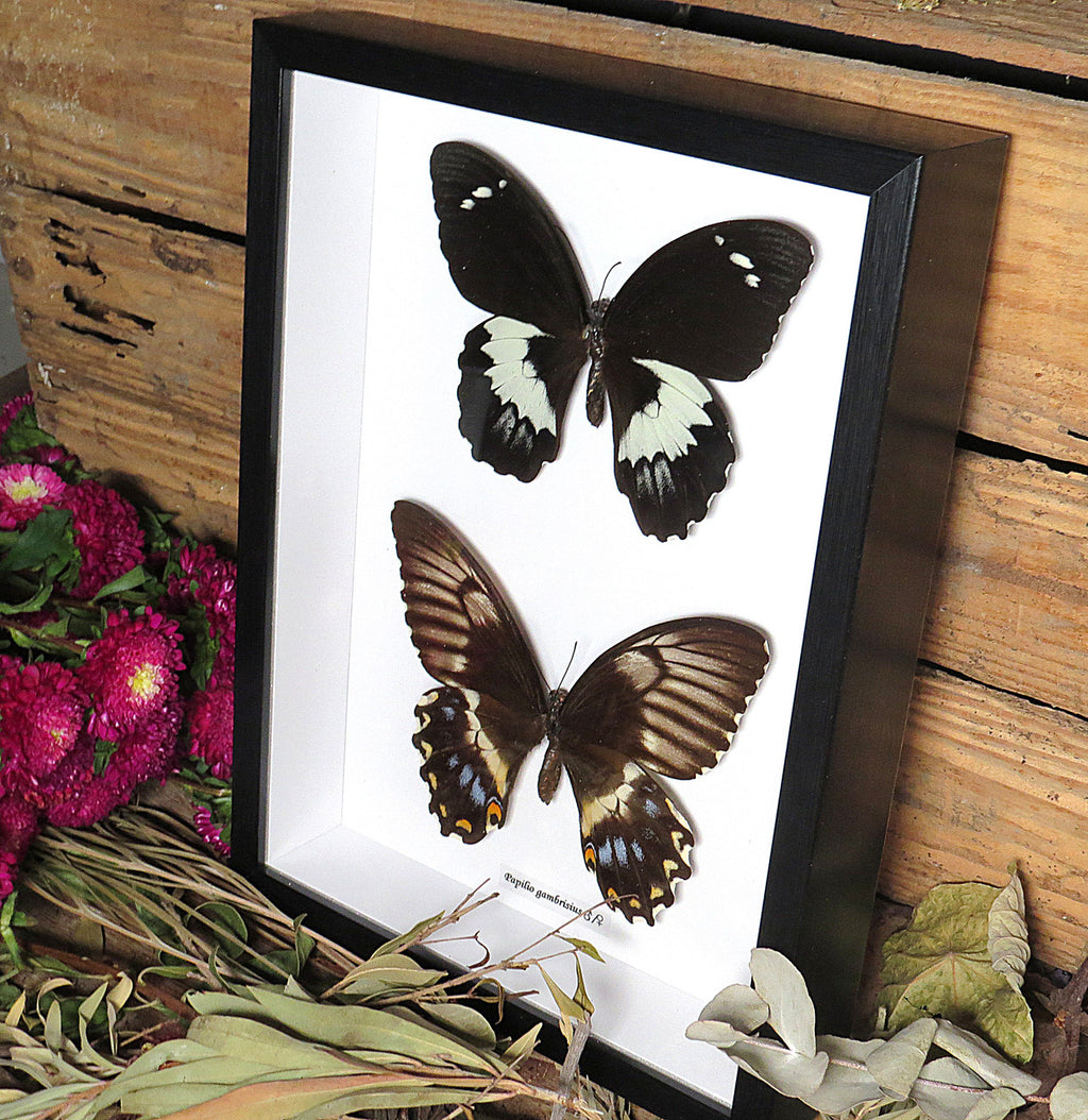 Papilio gambrisius