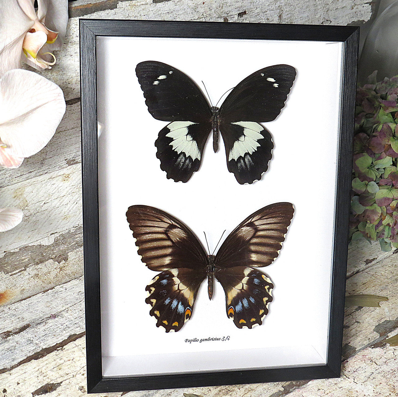 Papilio gambrisius