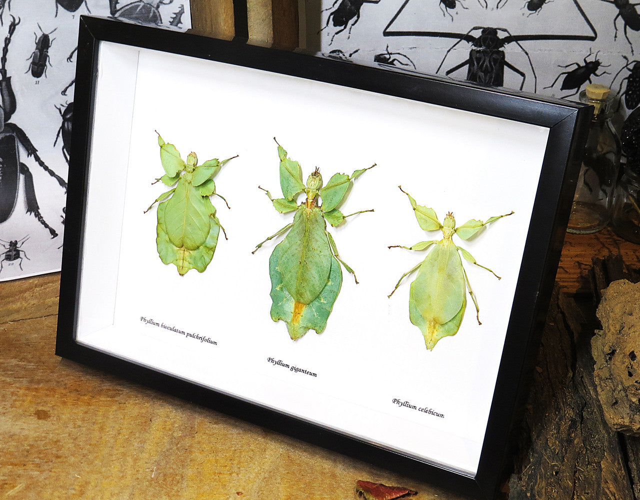 Phyllium leaf insect Bits & Bugs