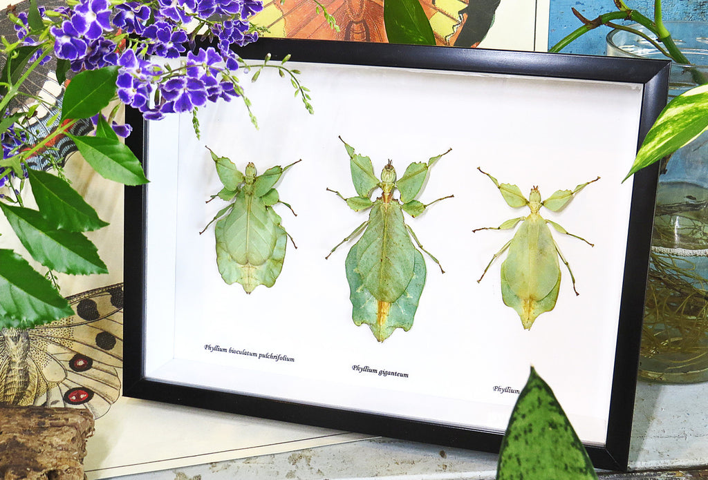 Phyllium leaf insect Bits & Bugs