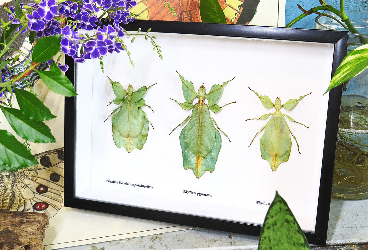 Phyllium leaf insect Bits & Bugs