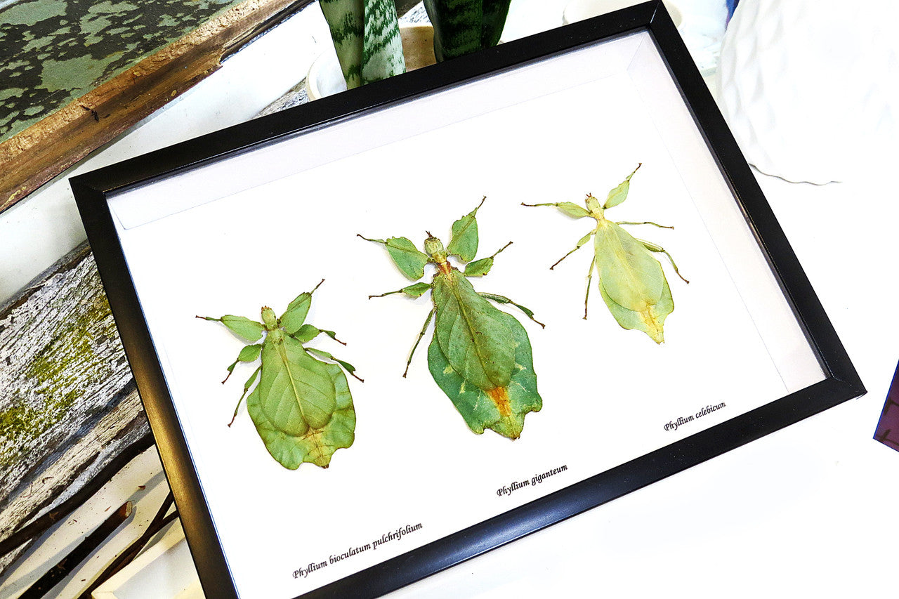 Phyllium leaf insect Bits & Bugs