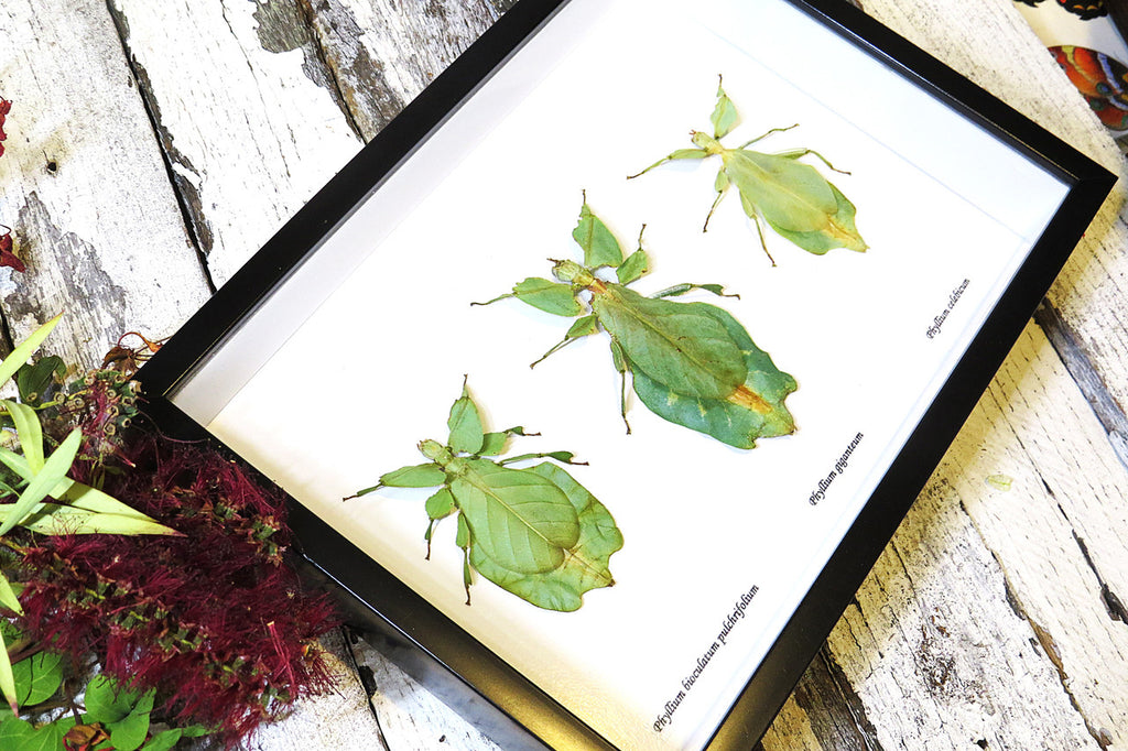 Phyllium leaf insect Bits & Bugs