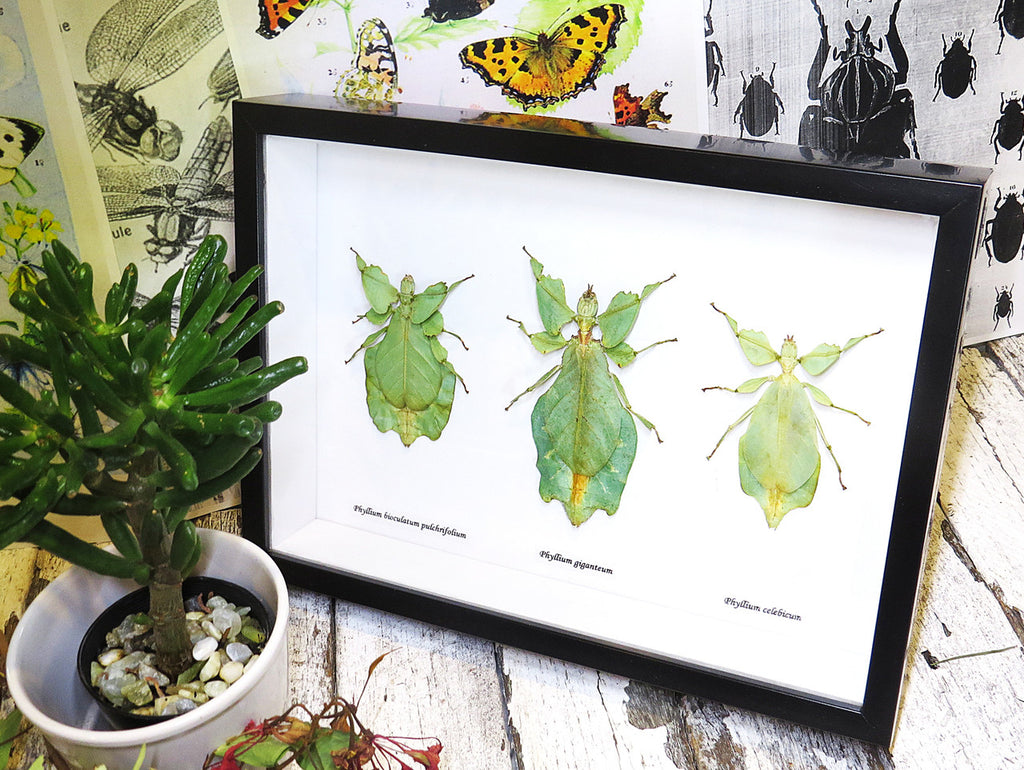 Phyllium leaf insect Bits & Bugs