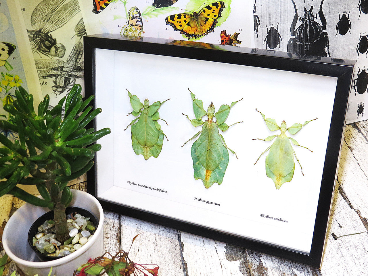 Phyllium leaf insect Bits & Bugs