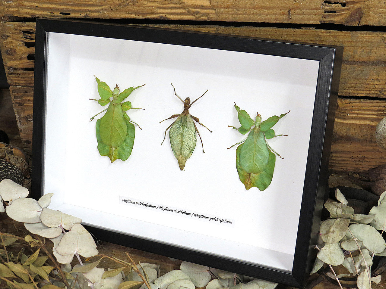 Phyllium