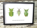 Phyllium