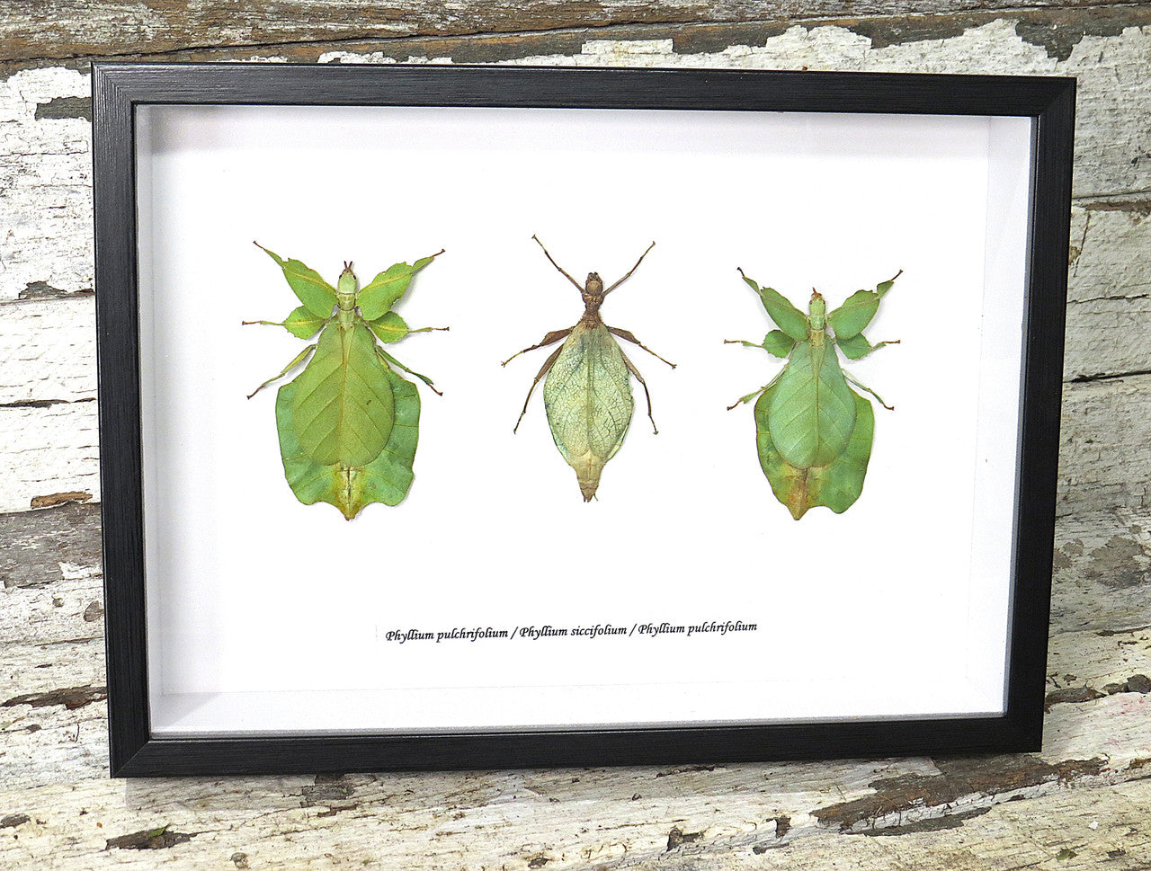 Phyllium