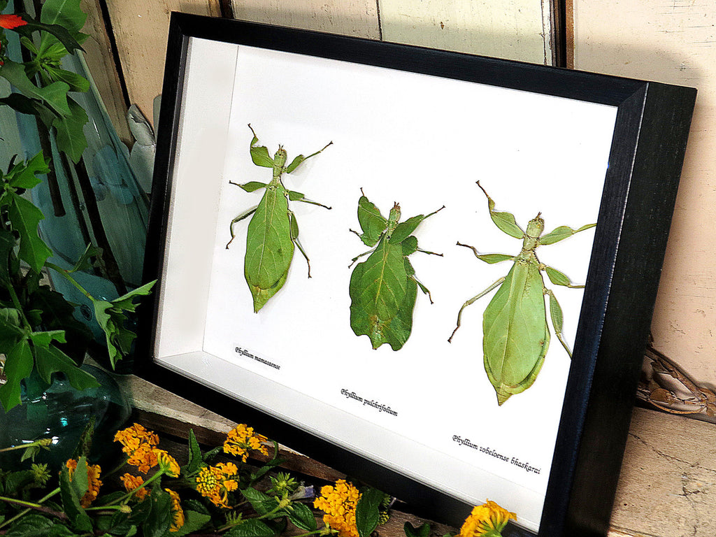Phyllium 
