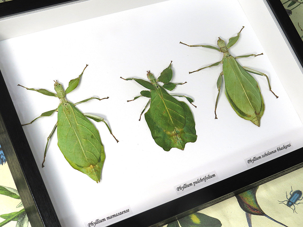 Phyllium 