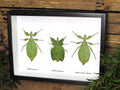Phyllium 