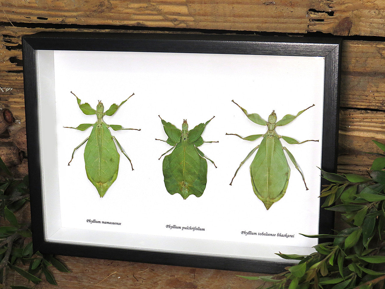 Phyllium 