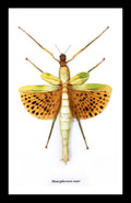 Stick insect framed paracyphocrania major Bits & Bugs