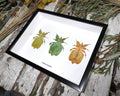 Phyllium coloured combo