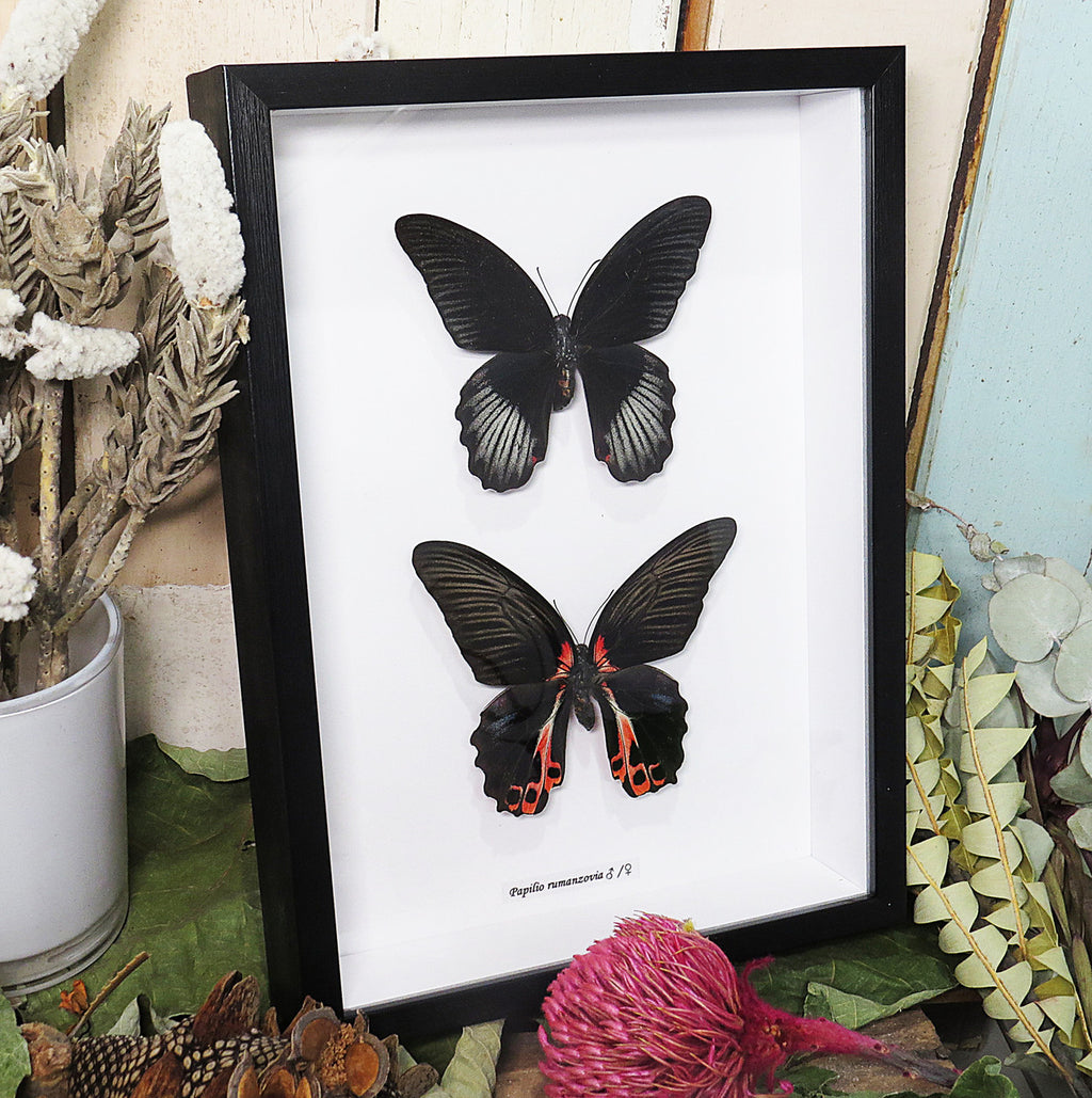 Papilio rumanzovia male + female 