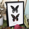 Papilio rumanzovia male + female 