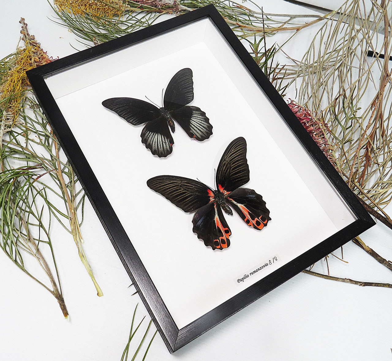Papilio rumanzovia male + female 