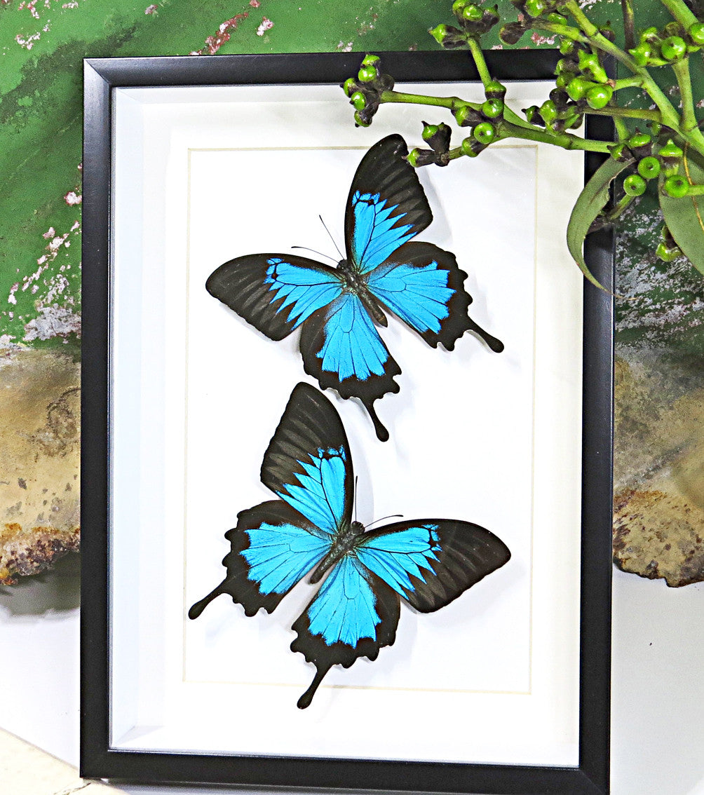 Australian butterfly Bits & Bugs Papilio ulysses