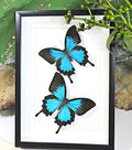 Australian butterfly Bits & Bugs Papilio ulysses