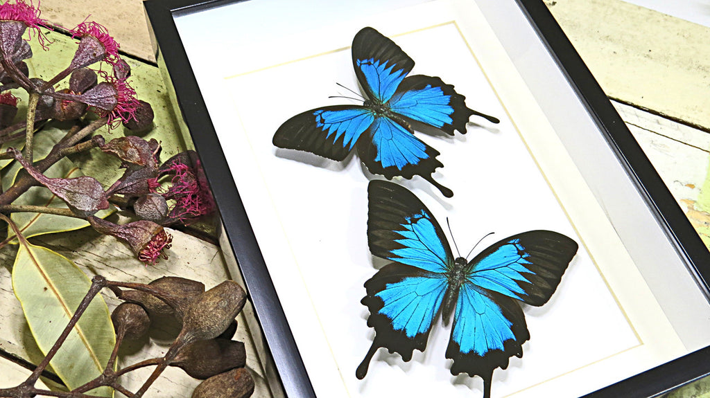 Australian butterfly Bits & Bugs Papilio ulysses