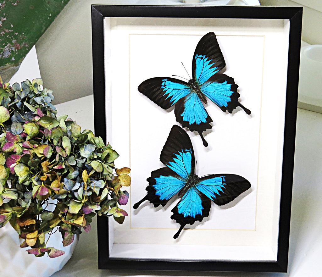 Australian butterfly Bits & Bugs Papilio ulysses