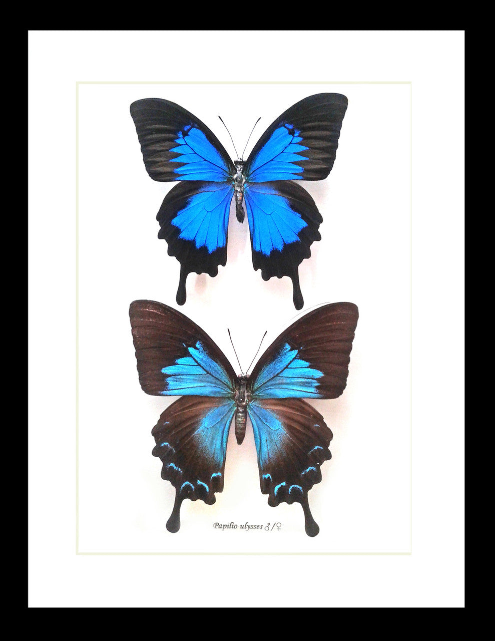 Australian butterflies