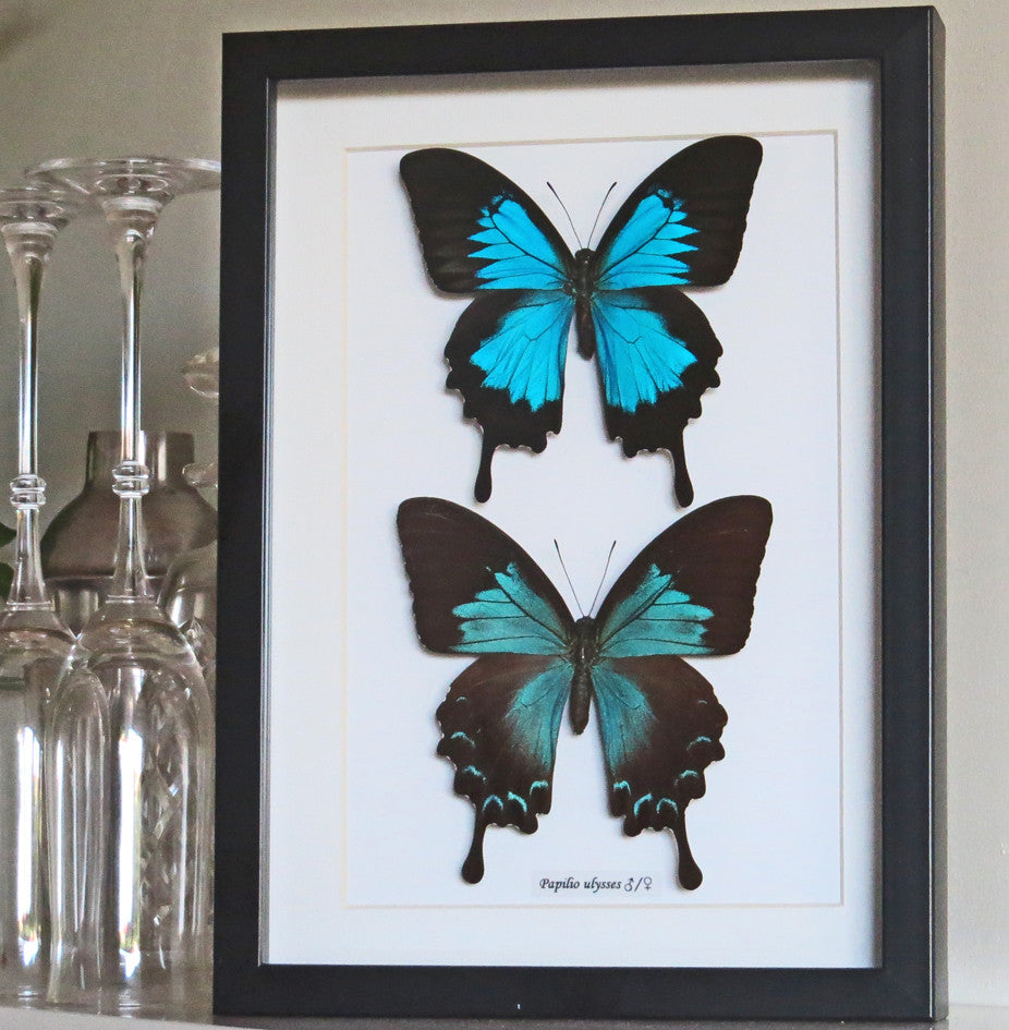 Australian butterflies