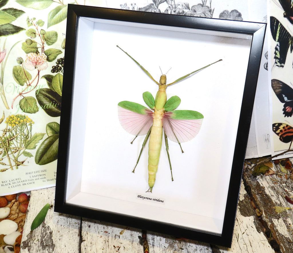 Platycrana viridana