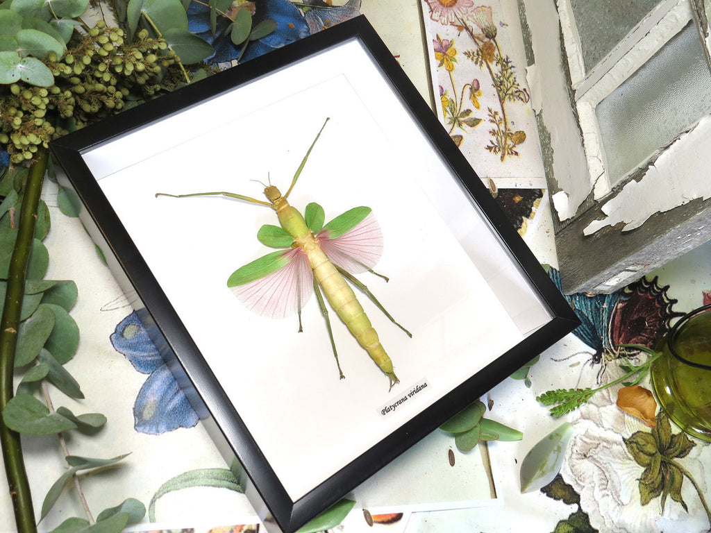 Platycrana viridana