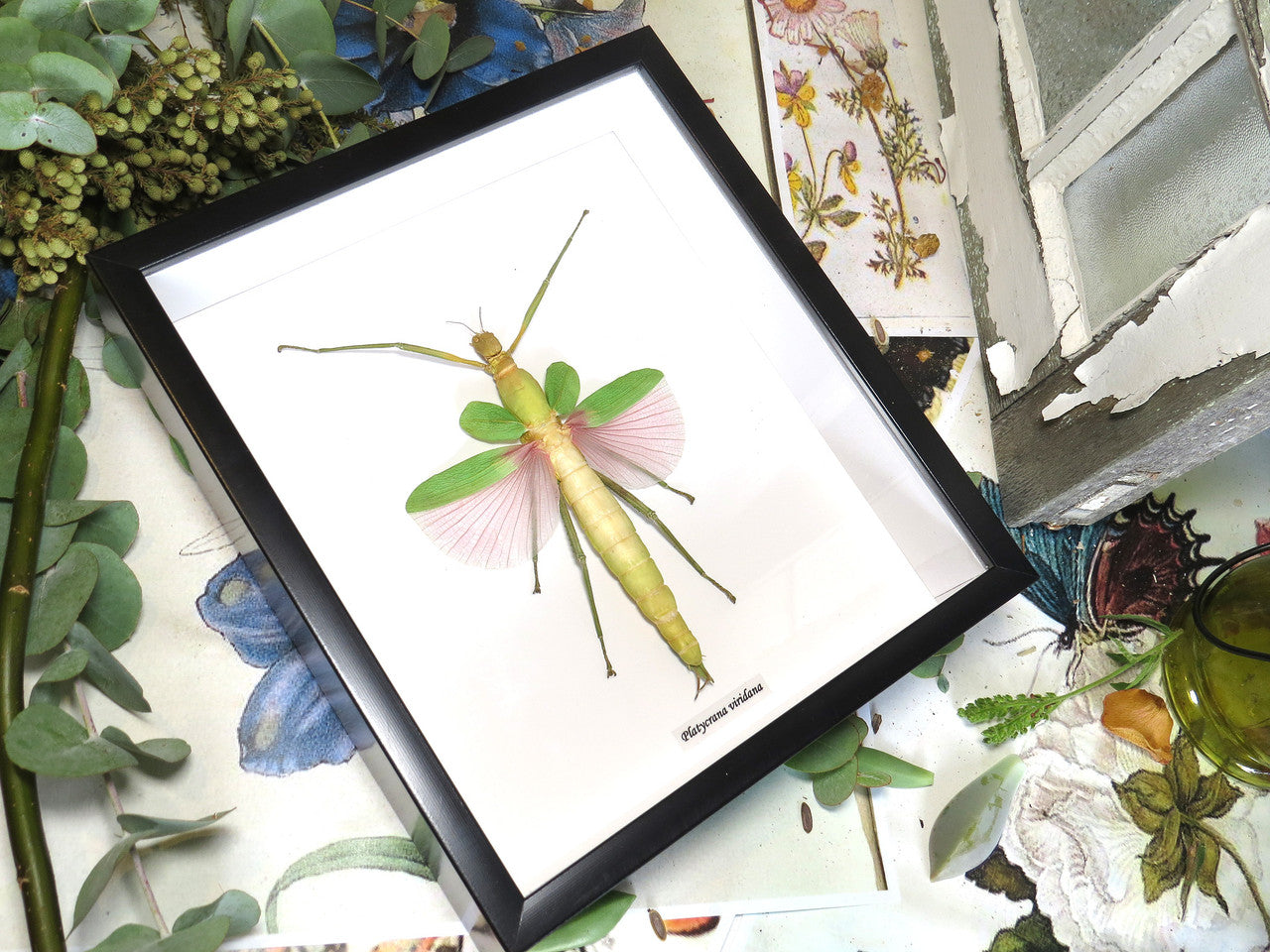Platycrana viridana