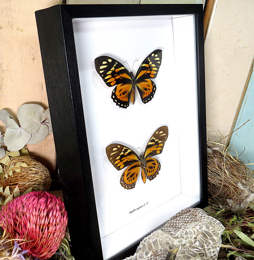 Papilio zagreus