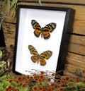Papilio zagreus