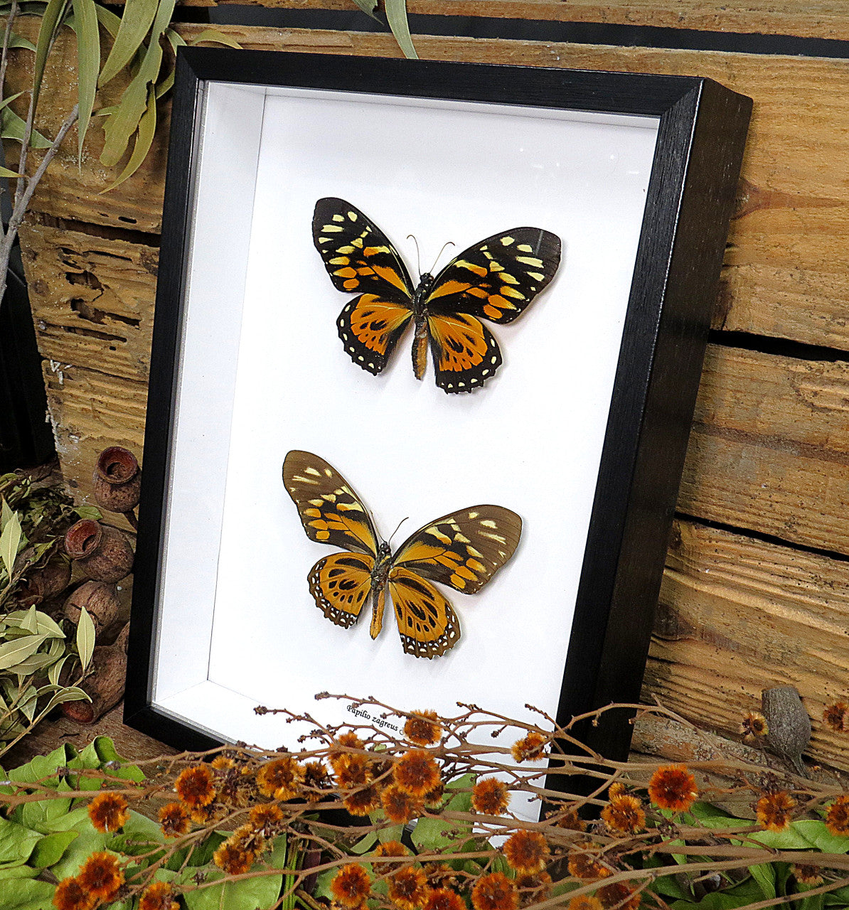 Papilio zagreus
