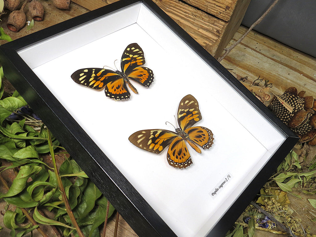 Papilio zagreus