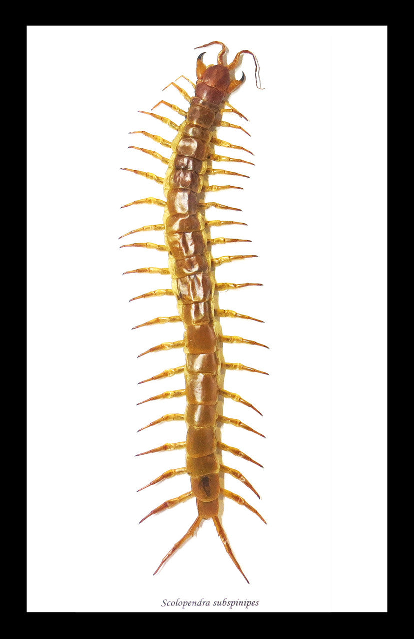 Centipede insect real Scolopendra subspinipes Bits & Bugs 
