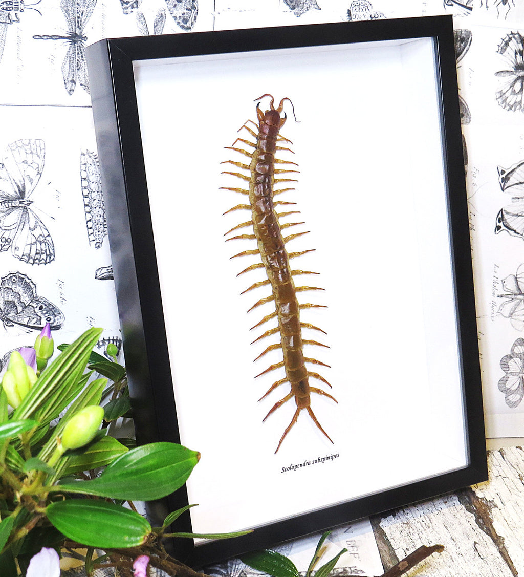 Centipede insect real Scolopendra subspinipes Bits & Bugs 