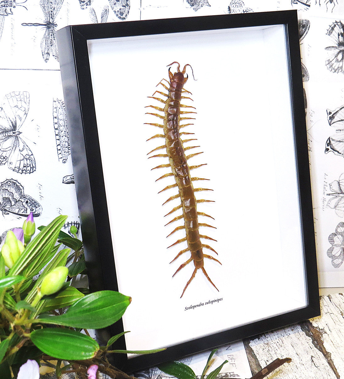 Centipede insect real Scolopendra subspinipes Bits & Bugs 