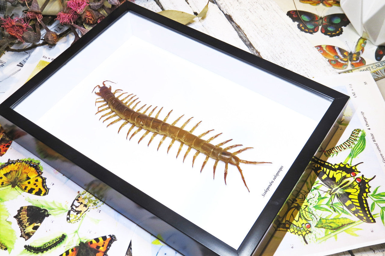 Centipede insect real Scolopendra subspinipes Bits & Bugs 