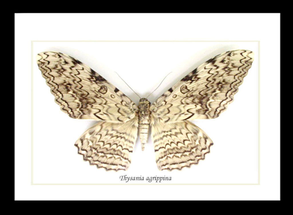 Thysania agrippina Bits & Bugs 