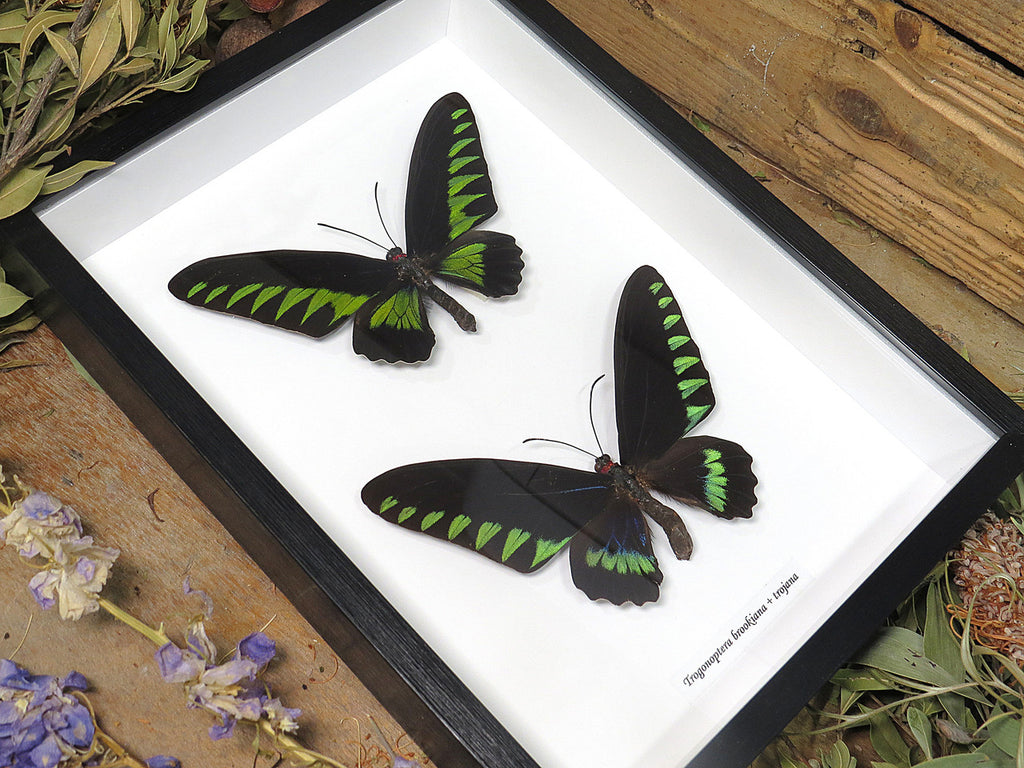 Trogonoptera brookiana + Trogonoptera trojana