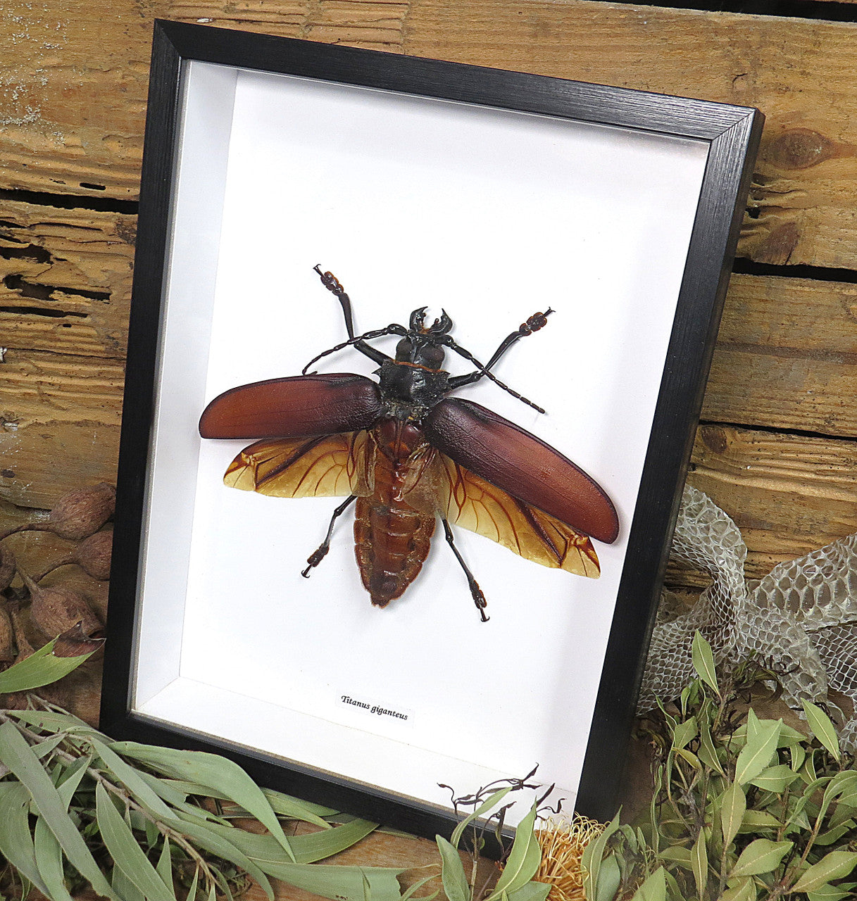 Titanus giganteus