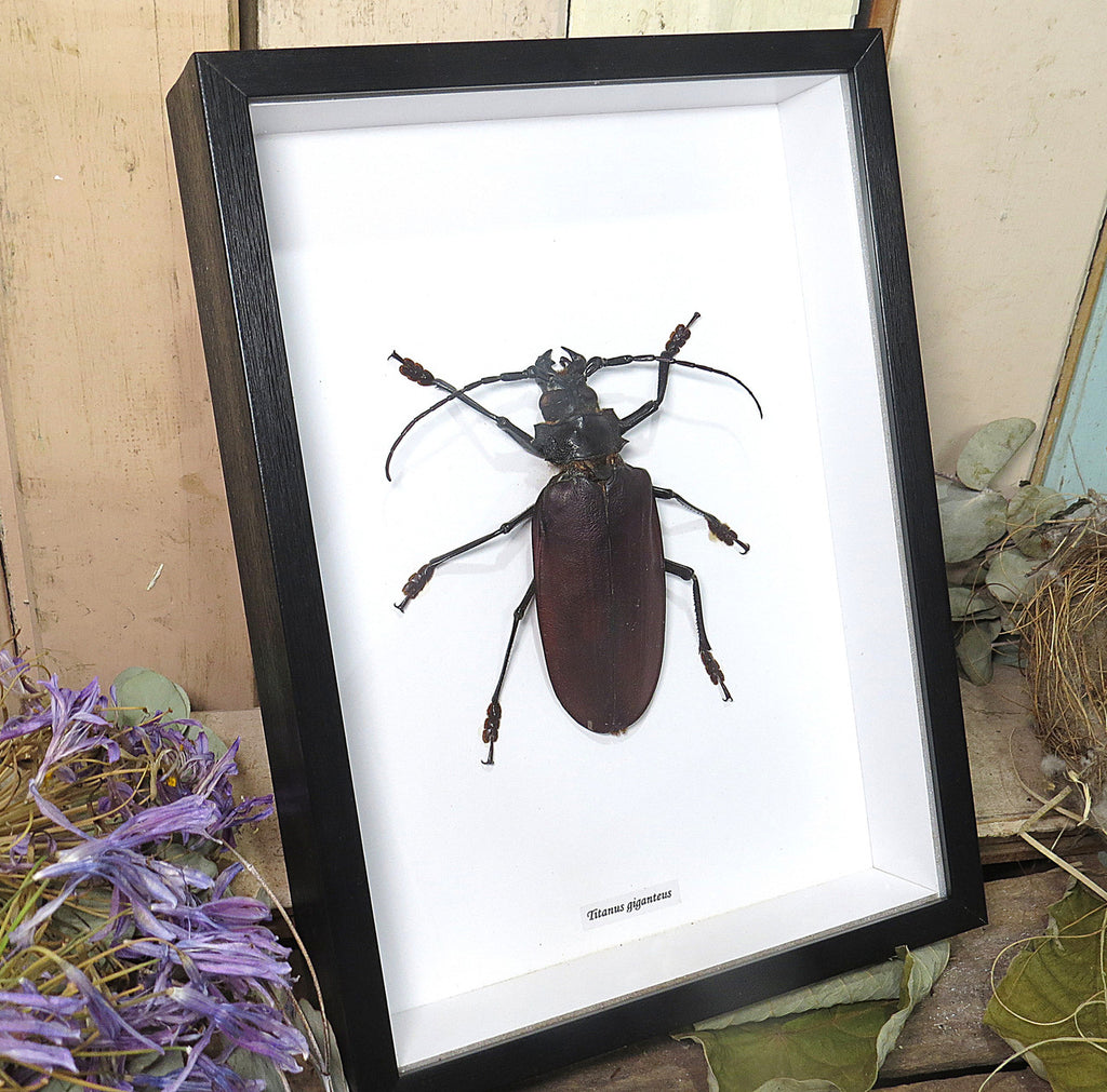 Titanus giganteus