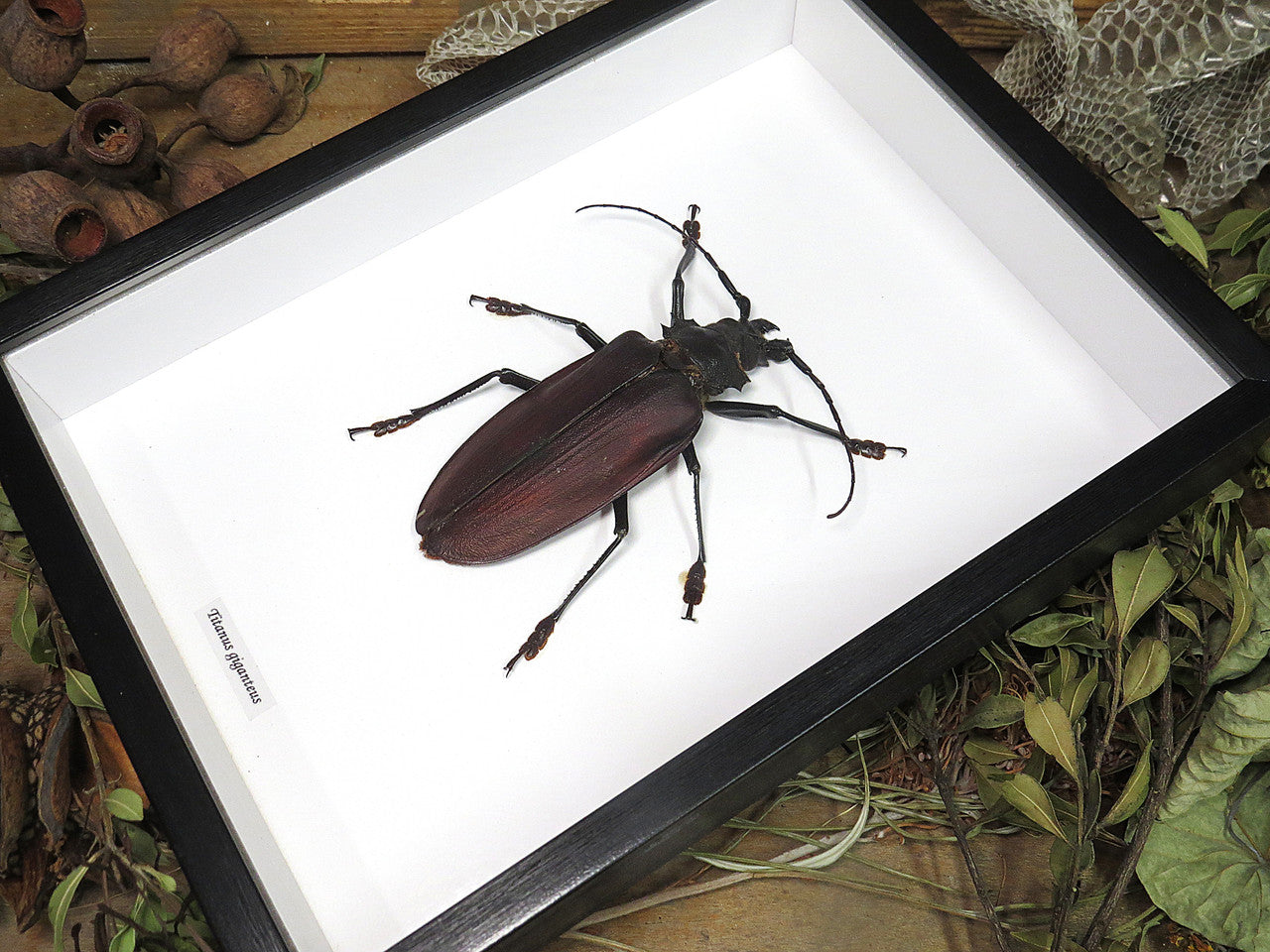 Titanus giganteus