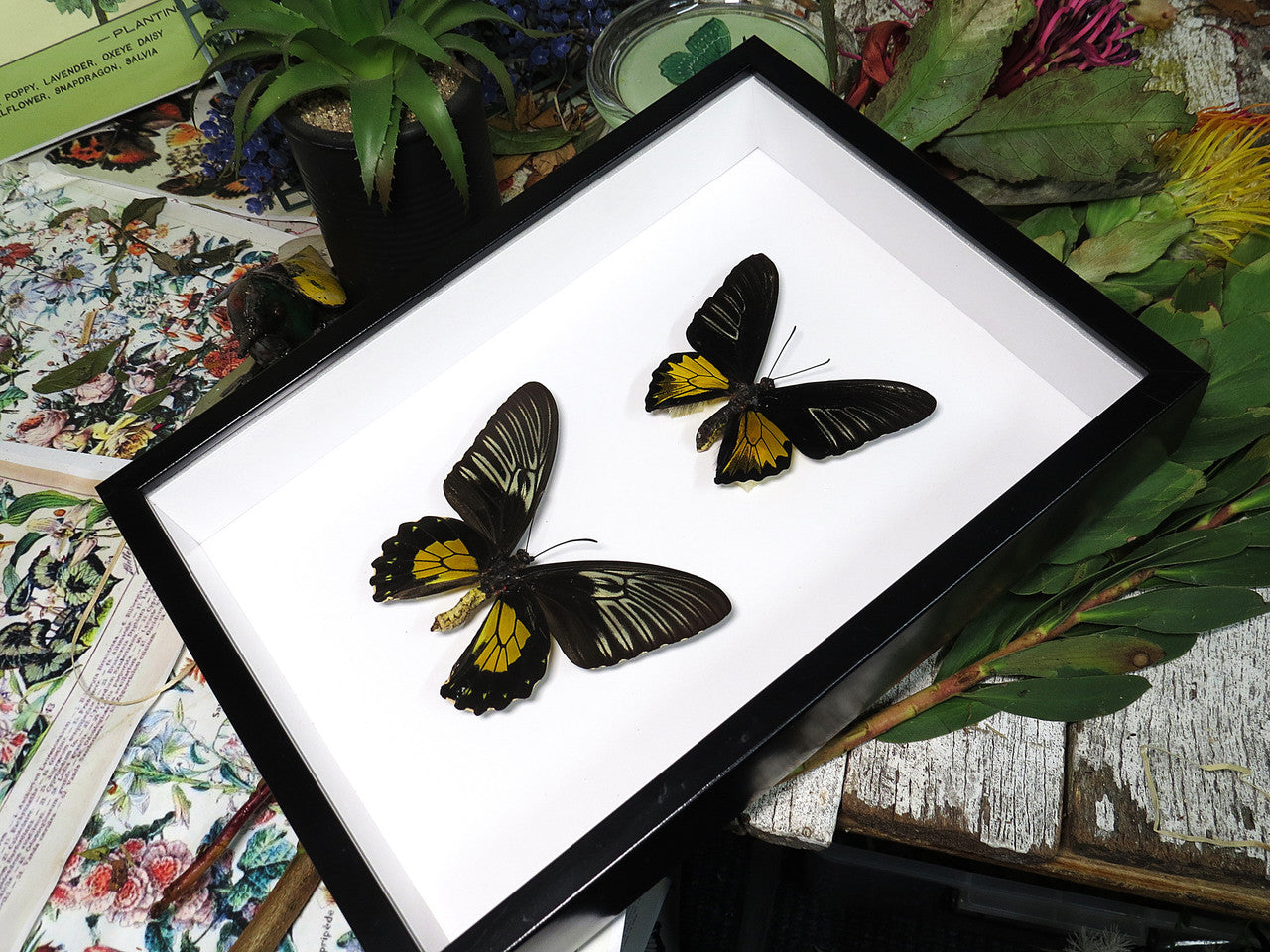 Troides rhadamantus